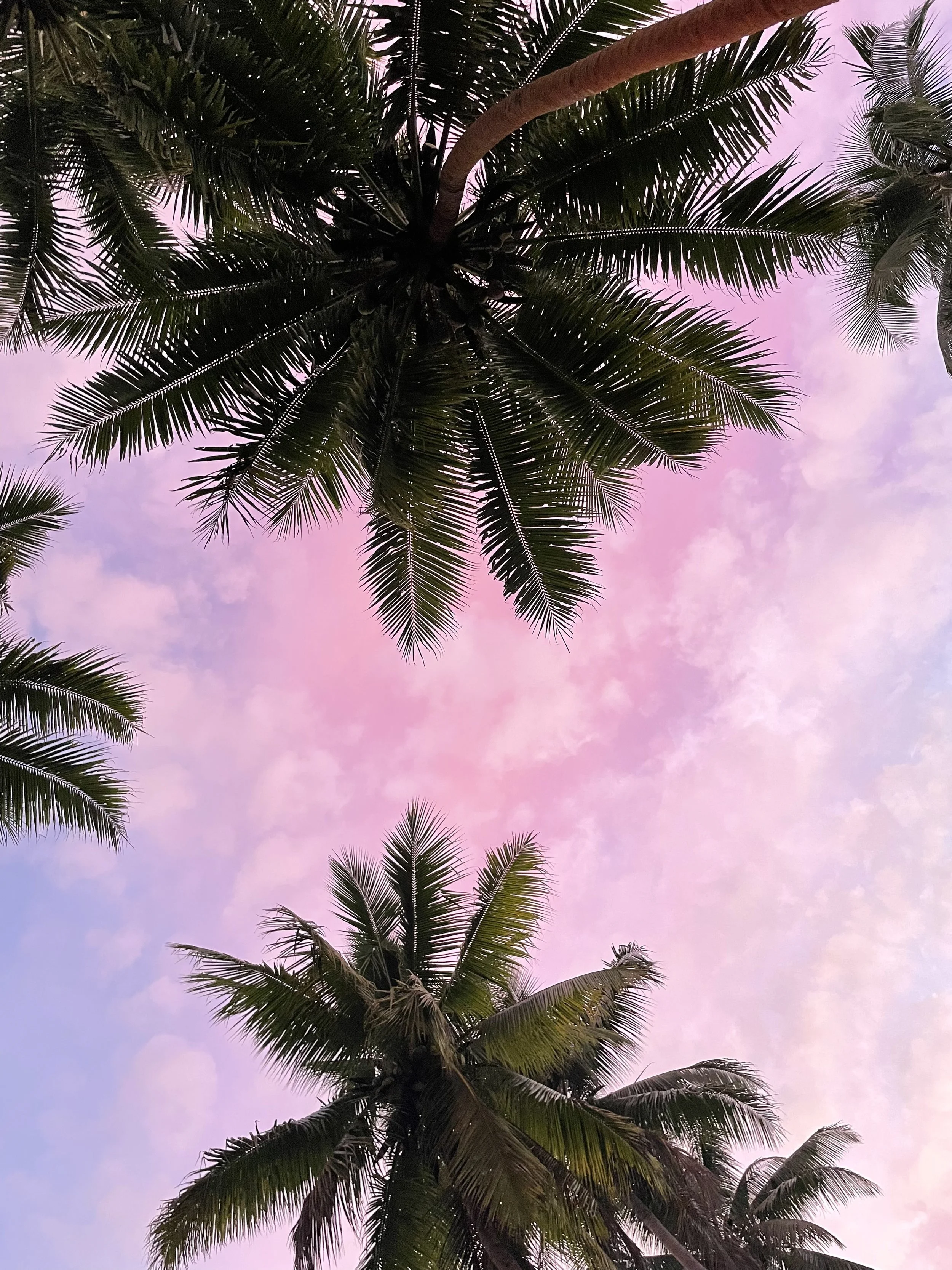 Looking up at tall palm trees with green fronds against a pink, purple, and blue sky during sunset or sunrise.