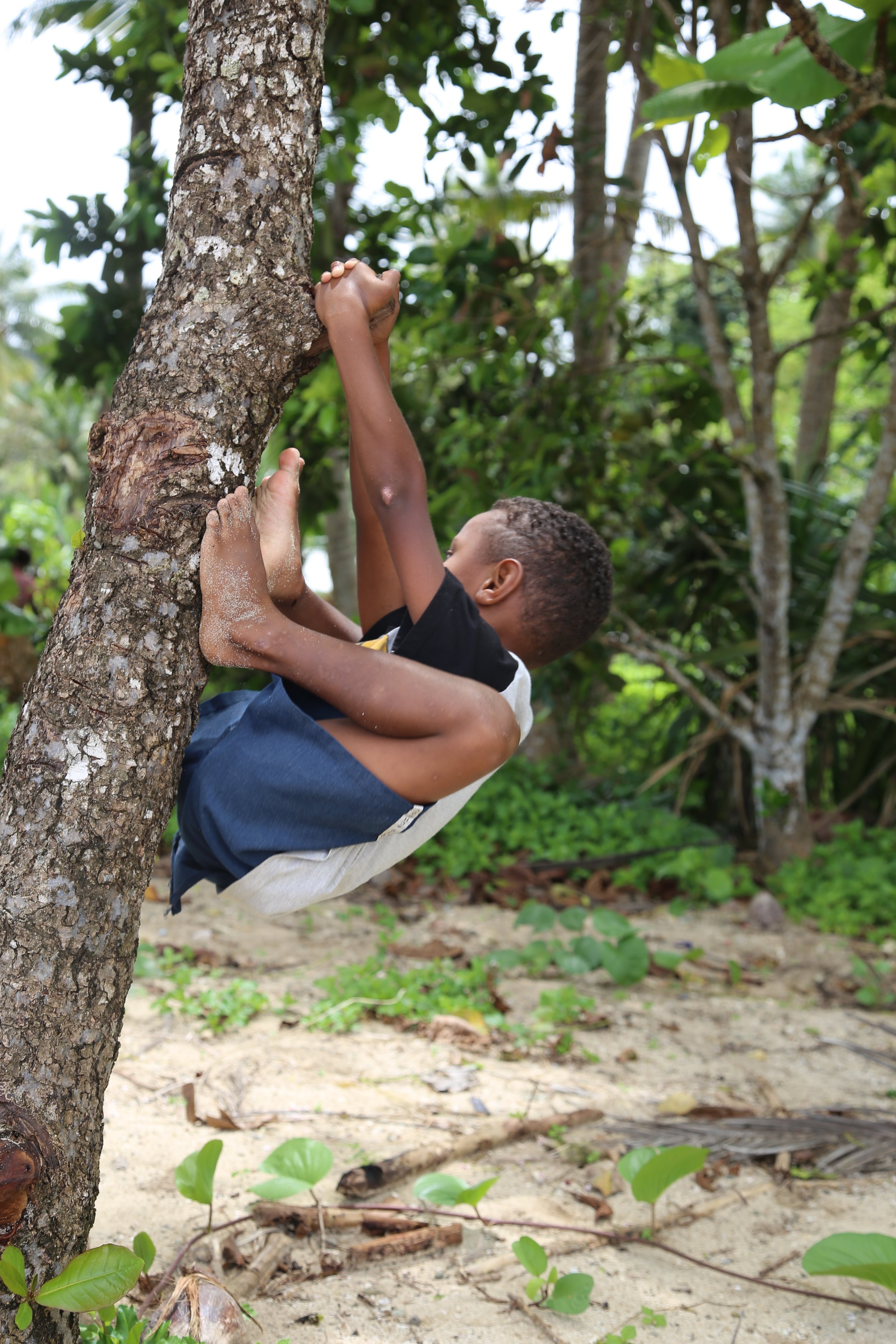 A young boy climbing a tree in a lush green outdoor setting.