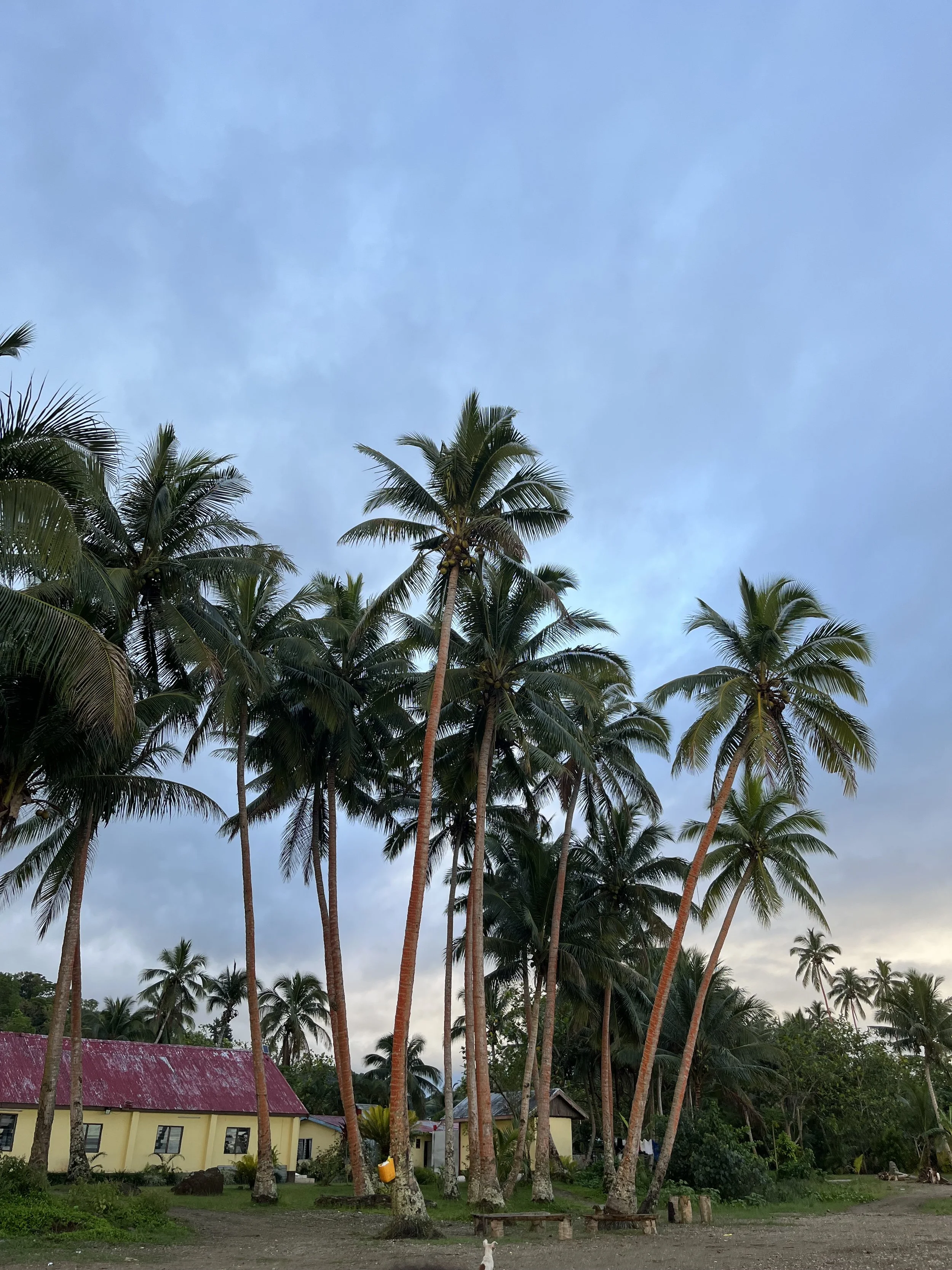 Tropical scene with tall palm trees, a yellow building with a red roof, and a partly cloudy sky.