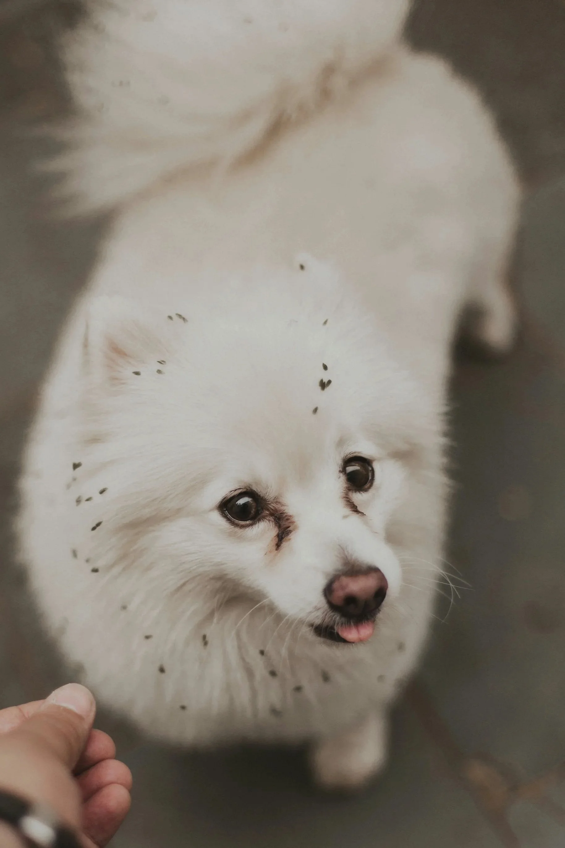 Basic Grooming Service