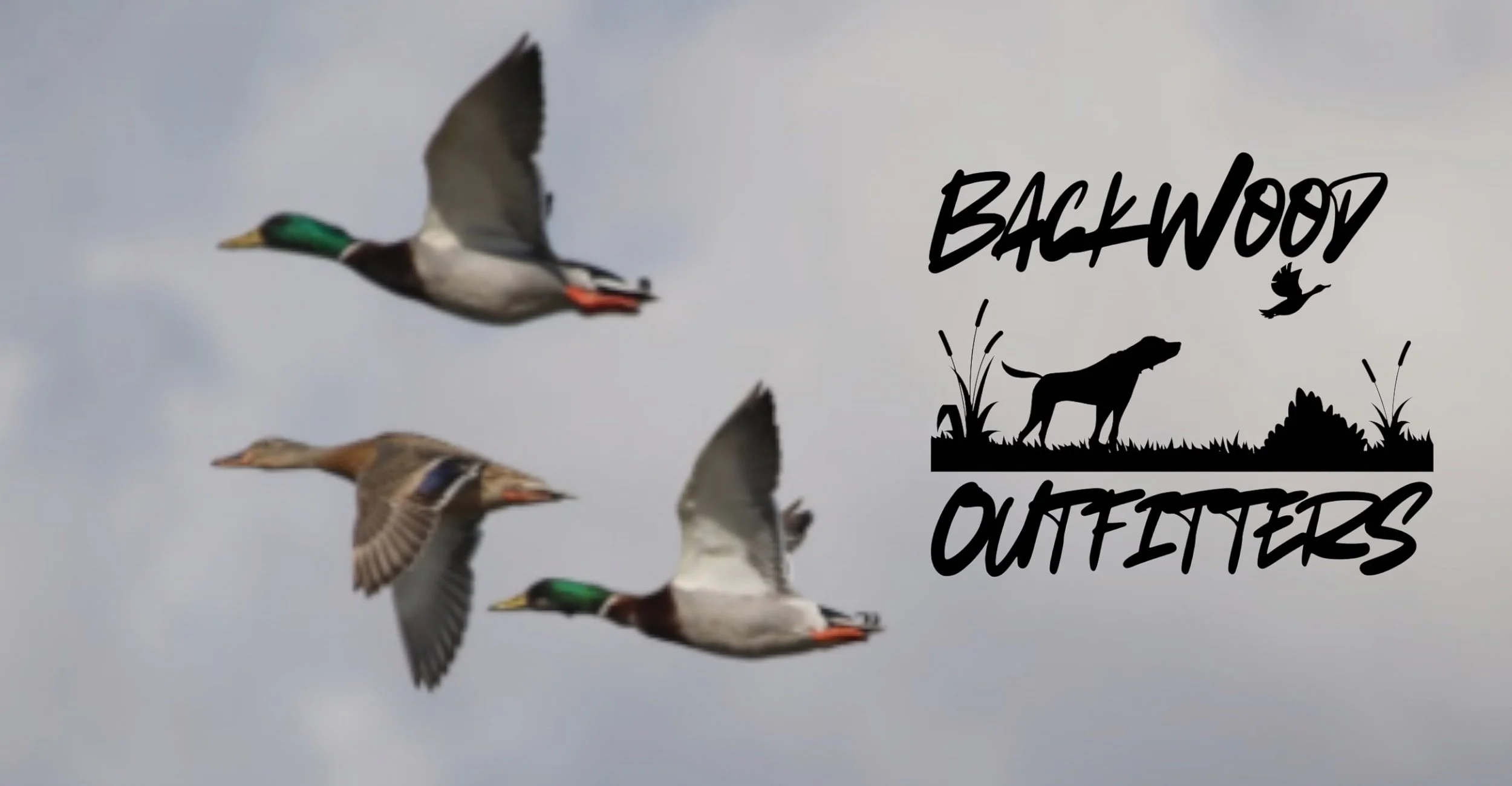 Three ducks flying in the sky with a cloudy background and a black silhouette logo on the right that reads 'Backwood Outfitters' with a dog and bird silhouette, grass, and plants.