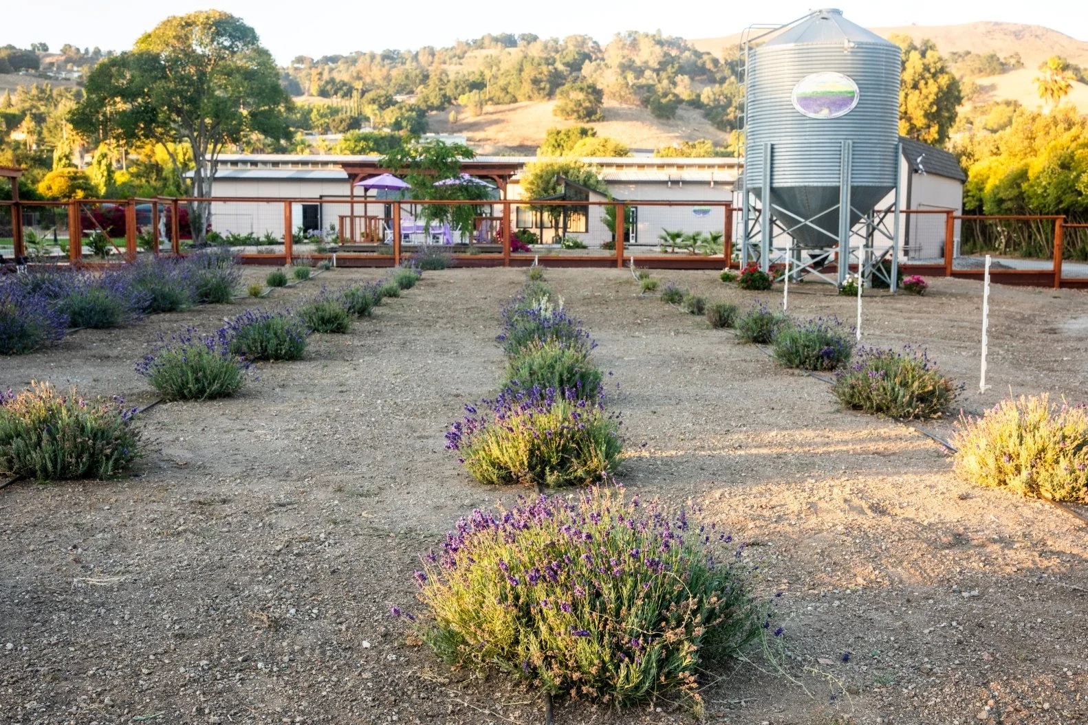 A lavender farm with rows of blooming lavender plants on a dirt field, surrounded by a desert landscape and hills in the background, with structures and a large silos on the right.