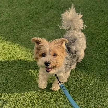 Smiling small dog with curly fur on a leash standing on green grass