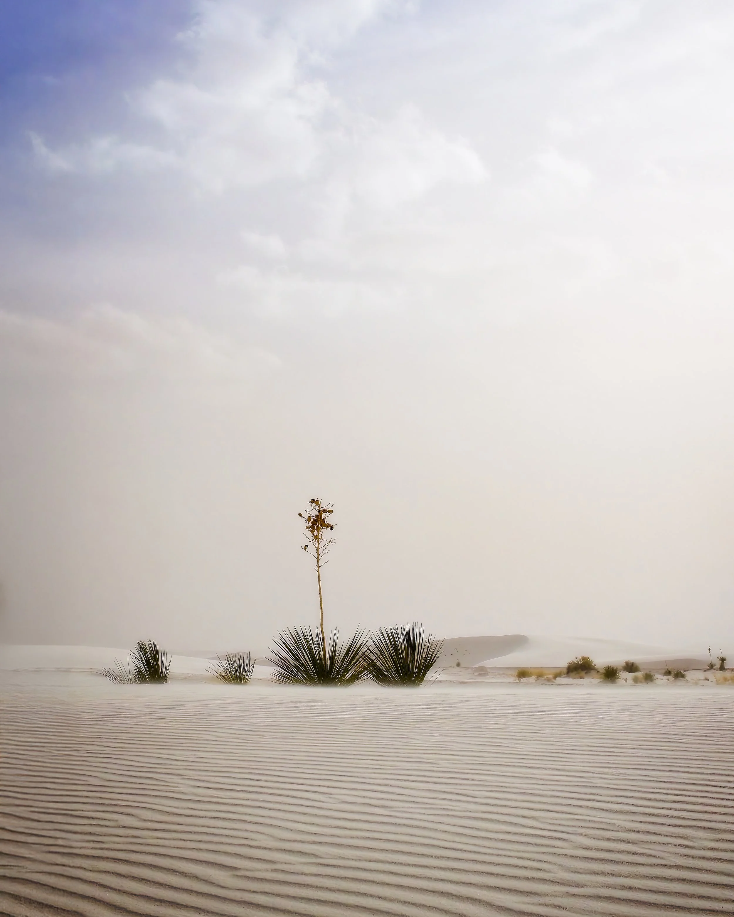 Desert landscape with sand dunes, sparse desert plants, and a cloudy sky.