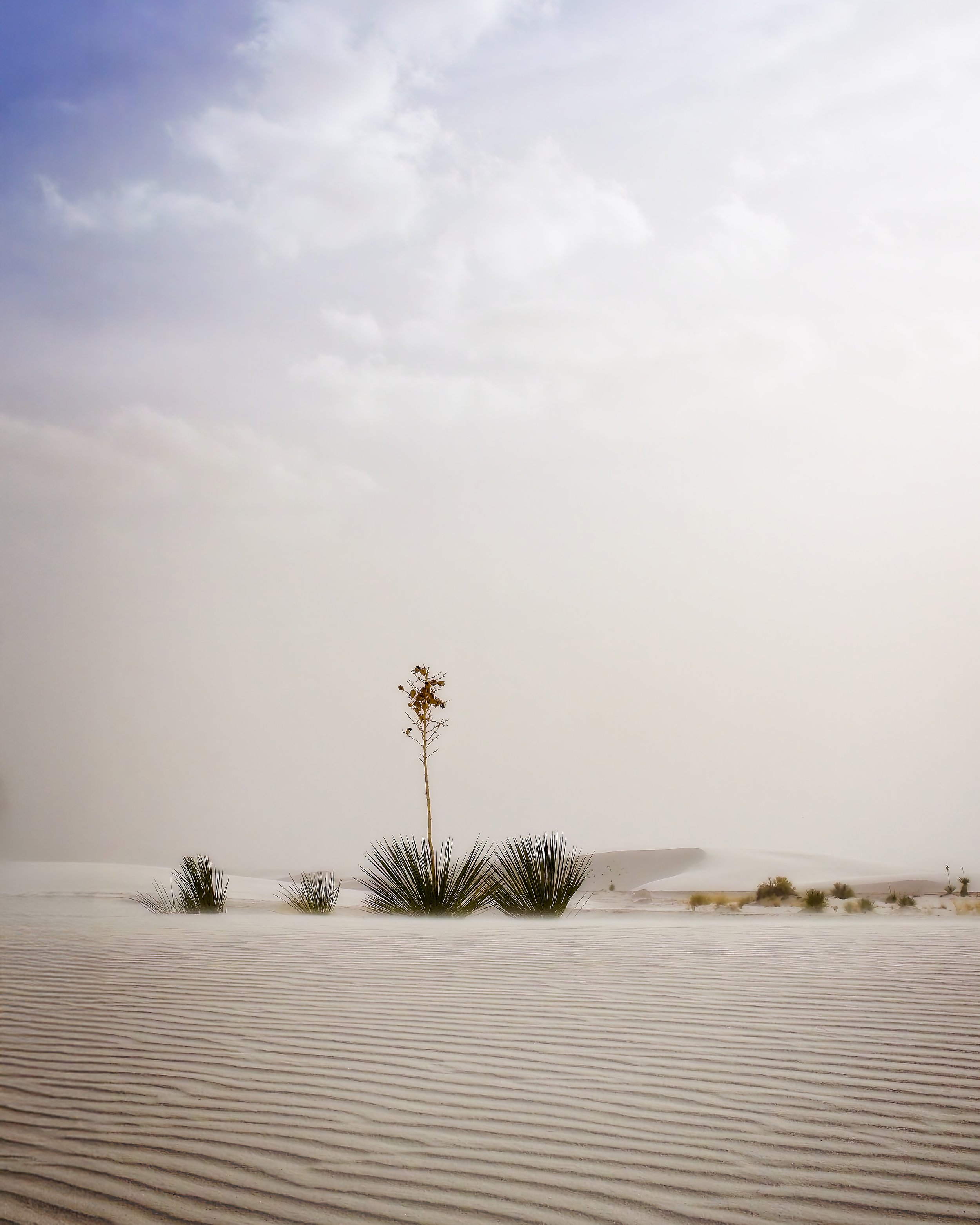 Desert landscape with rippled sand dunes, sparse desert plants, a small tree, and a cloudy sky.