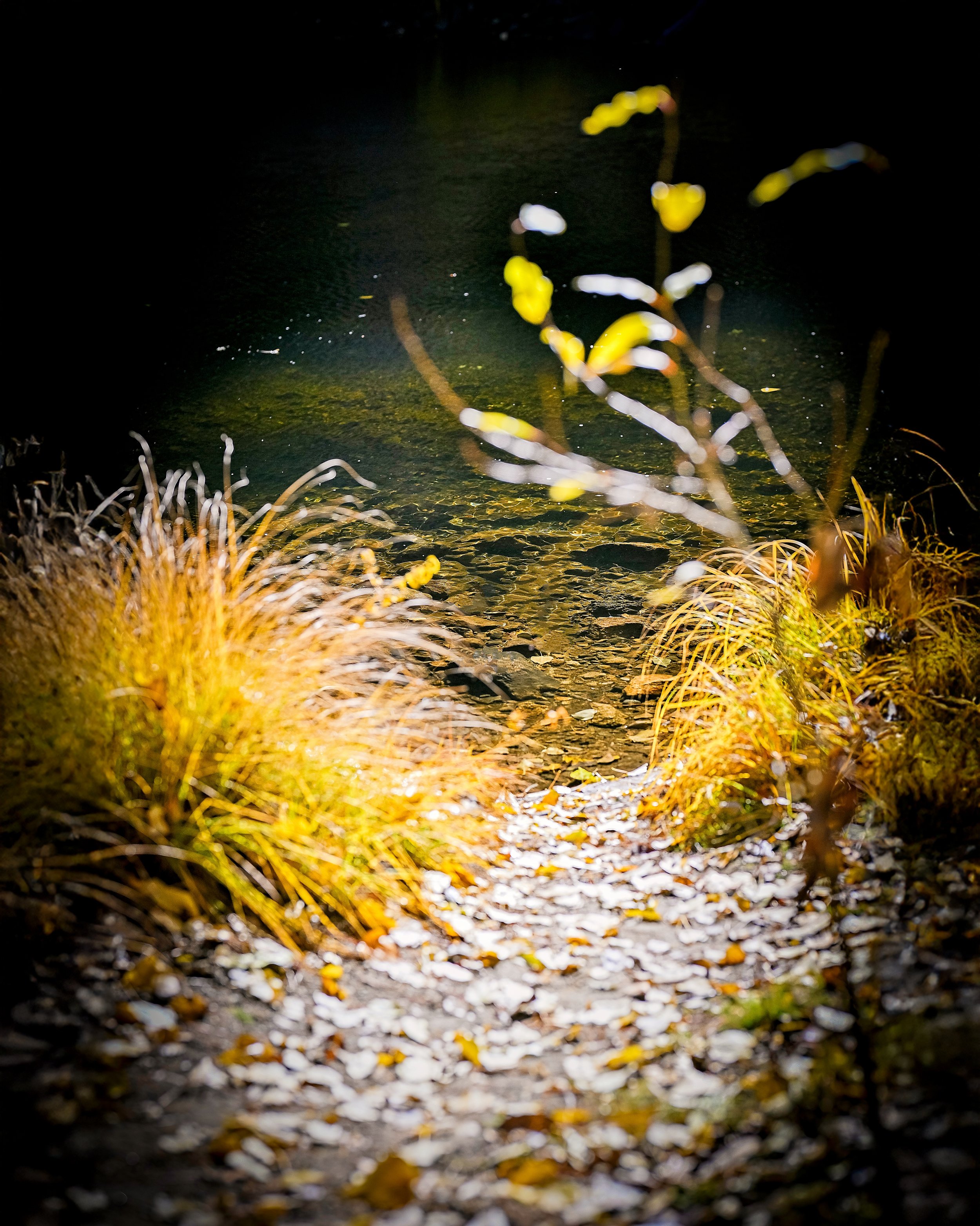 Nighttime scene of a small, rocky stream or pond with illuminated yellowish-orange grasses and fallen leaves along the path, and water reflecting the darkness of the night.