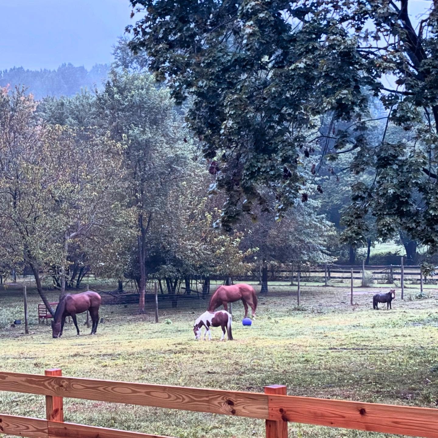 horses.jpg
