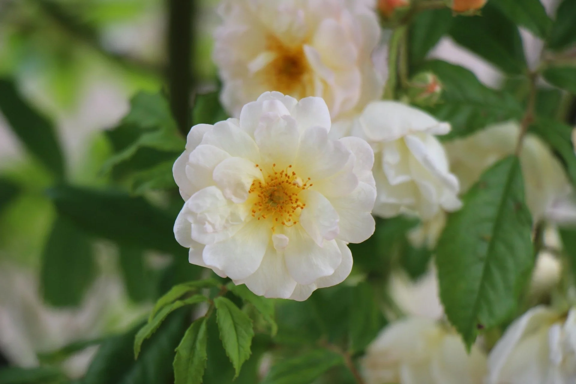 Close-up of a white flower with yellow center and orange stamens, surrounded by green leaves.