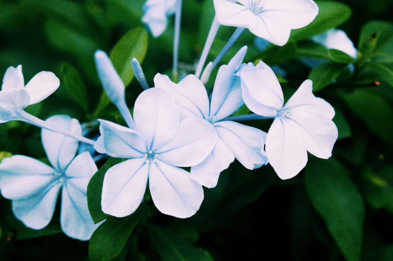 Close-up of white flowers with green leaves in the background.