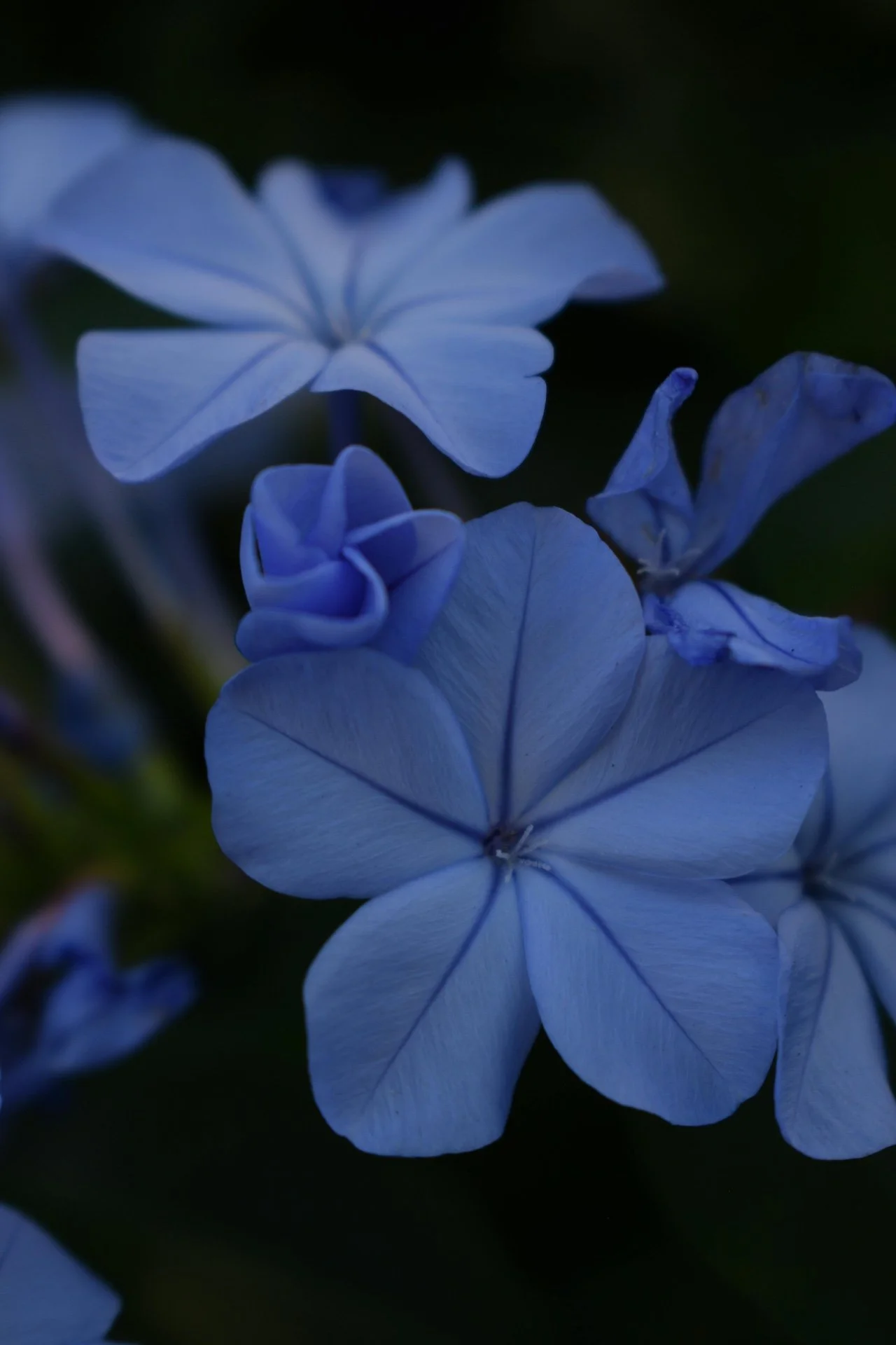 Close-up of blue and purple flowers, likely plumbago, against a dark background