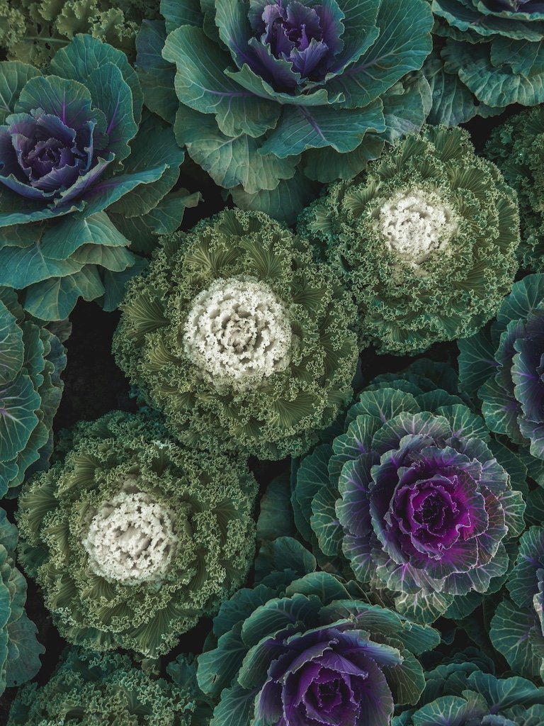 Close-up of ornamental cabbage and kale plants with purple, green, and white leaves.