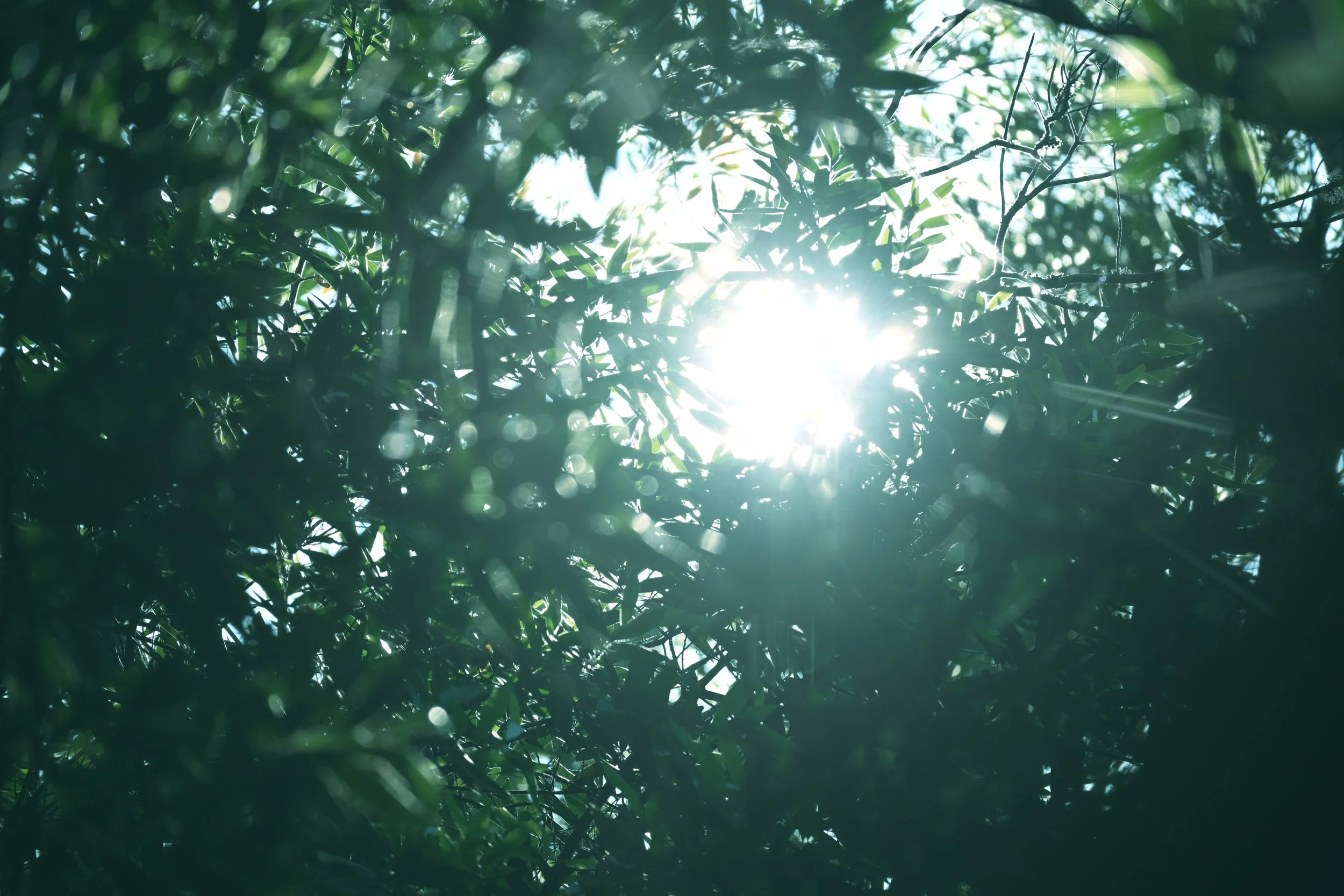 Fragments of Light: The Untold Memories of My Eighth Year