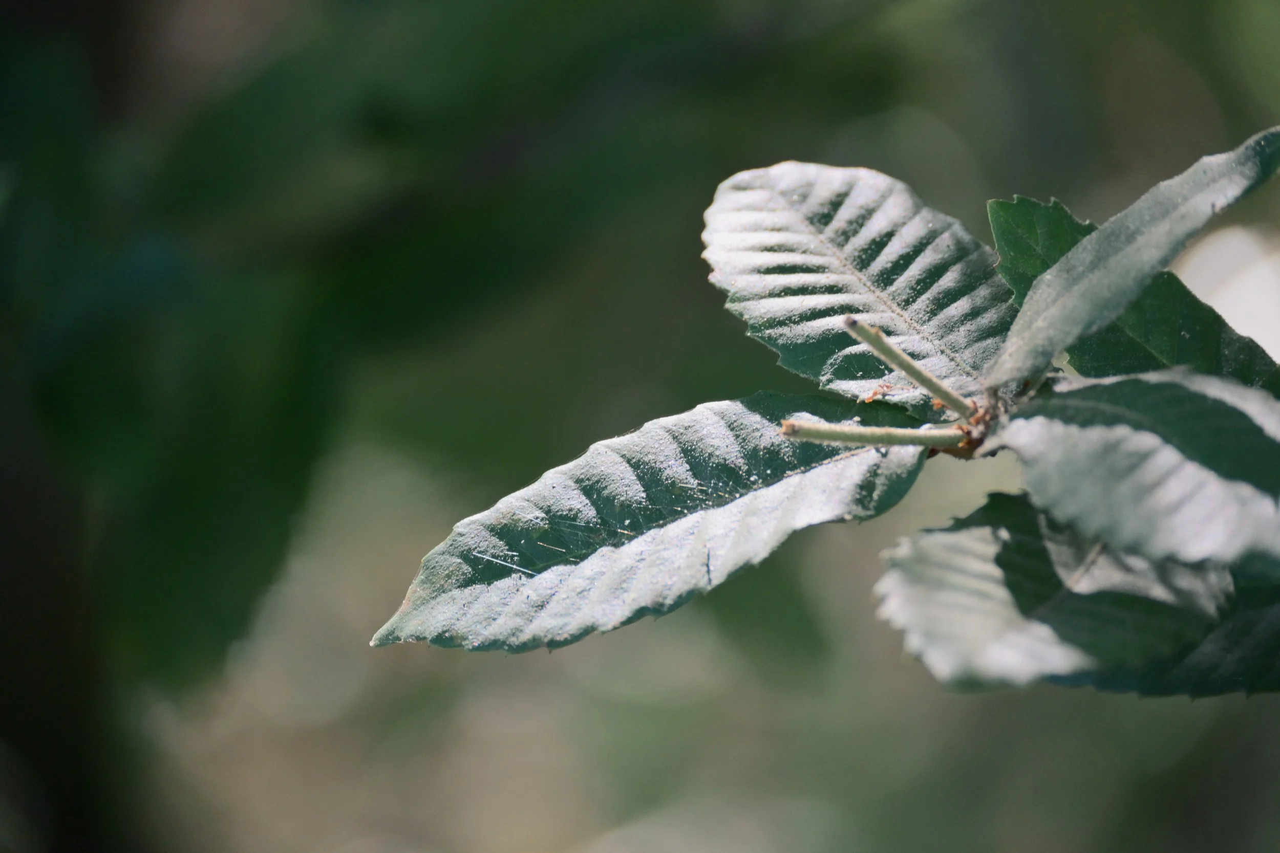 Free Discovery Call (30 mins)