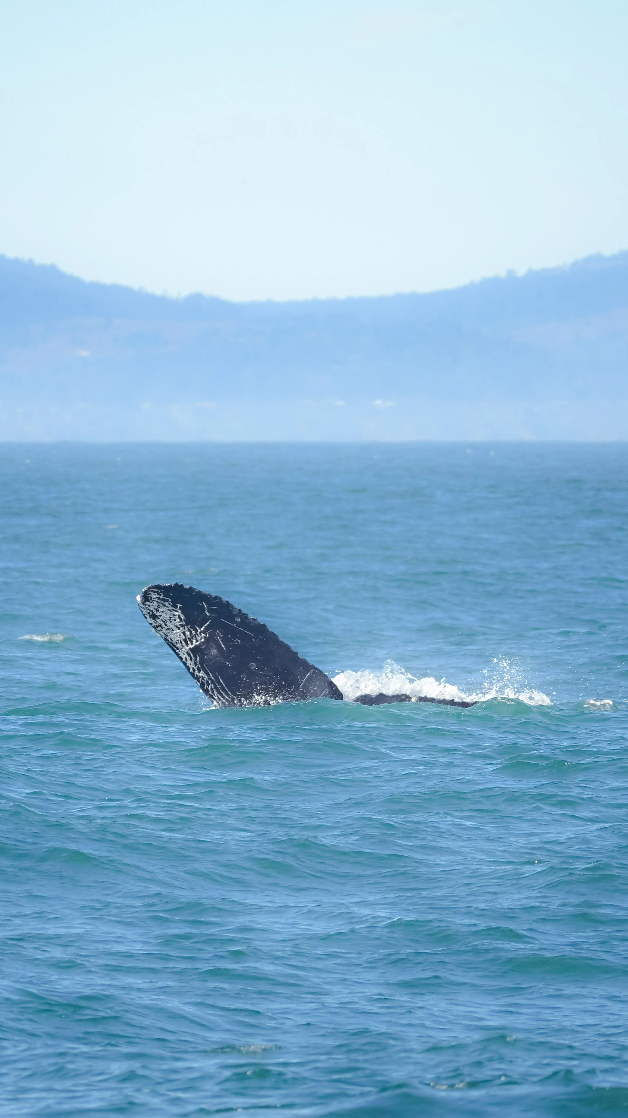 The Whale & Water Collection — Exclusive Digital Gift