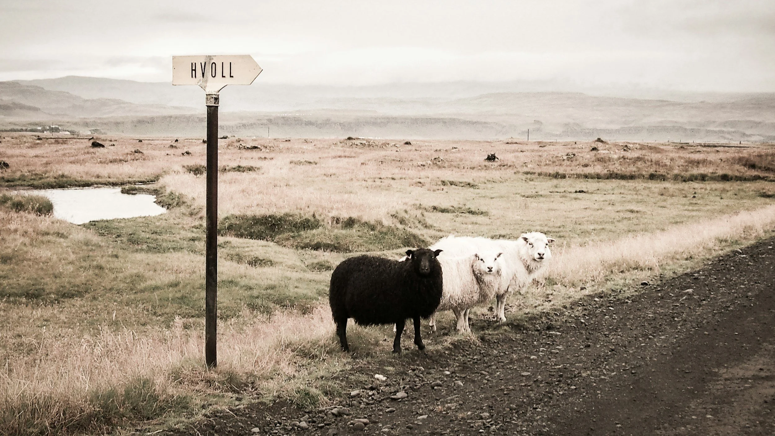 Black sheep among white sheep at a road sign
