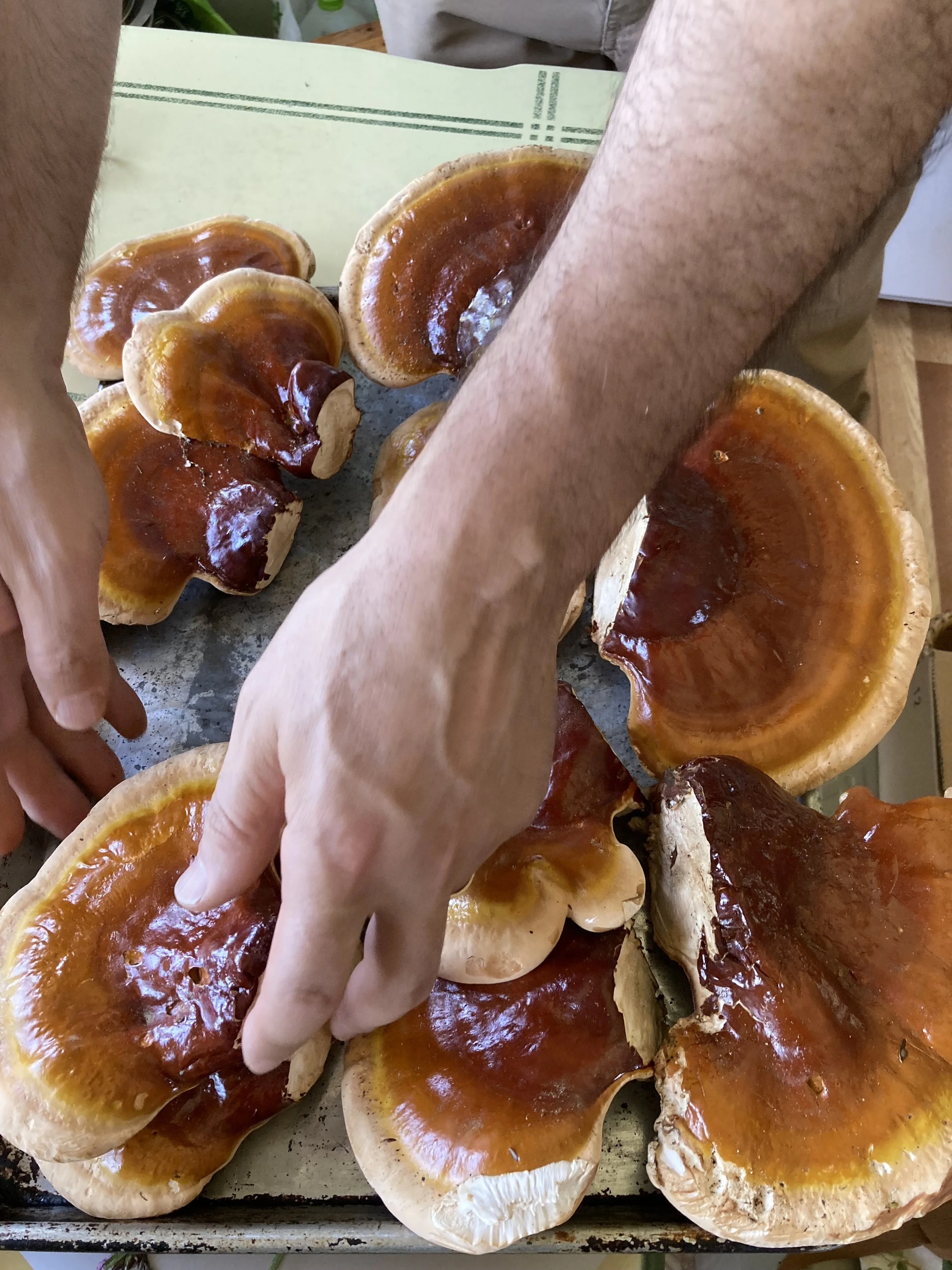 Wild Hemlock Reishi Mushrooms - 1 lb (coming 2026)