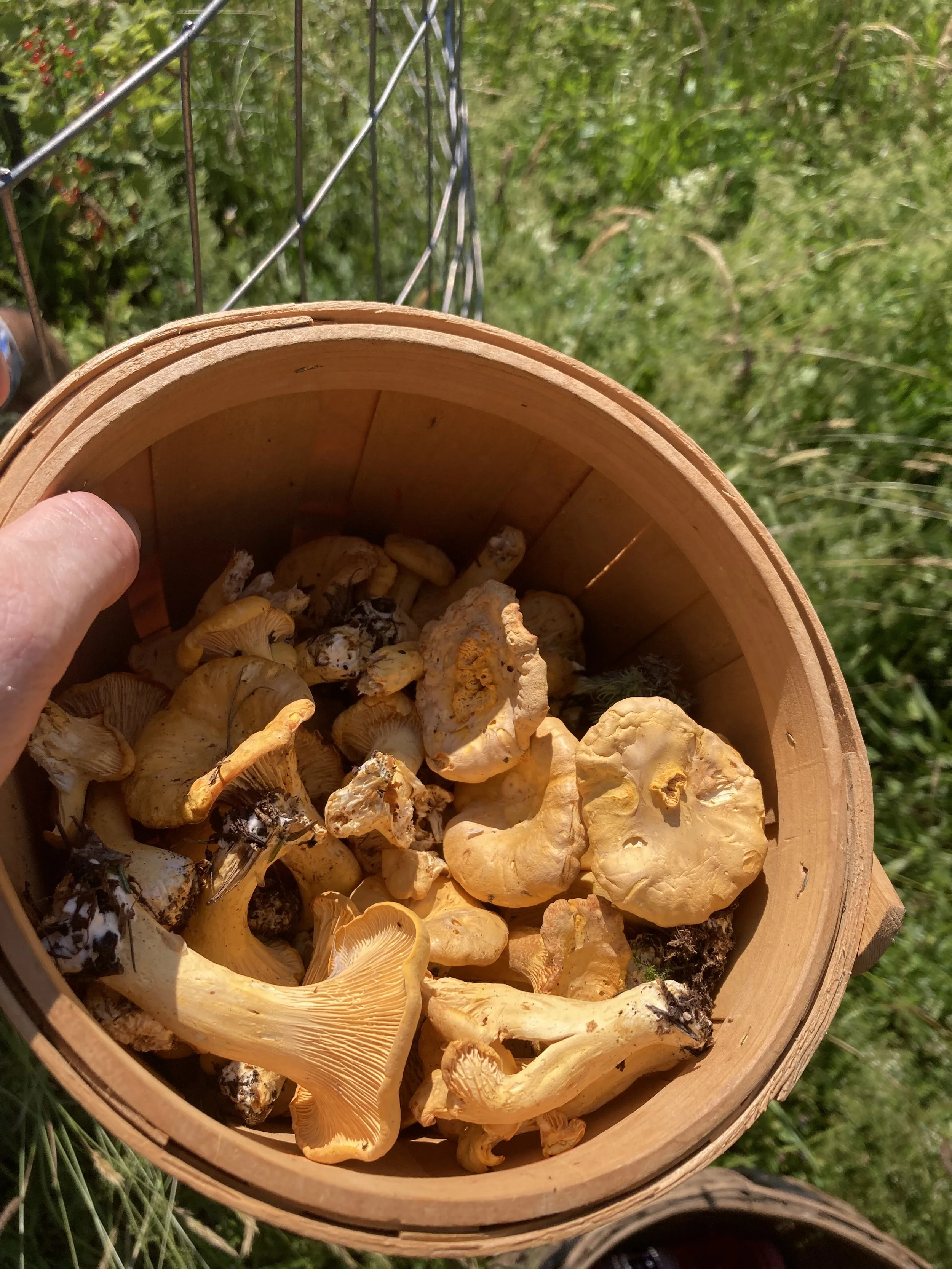 Wild Chanterelle Mushrooms - 1 lb (coming 2025)