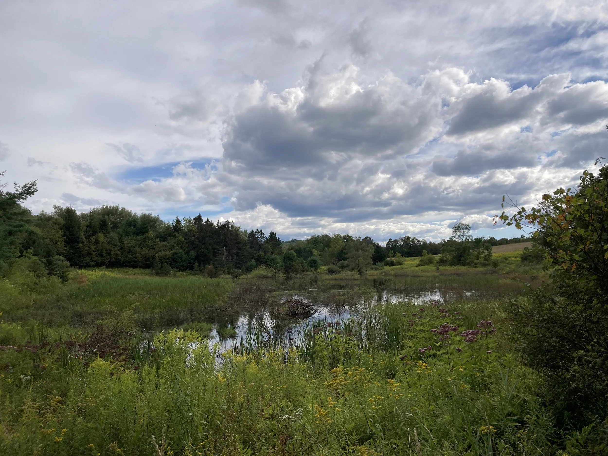Our beaver pond