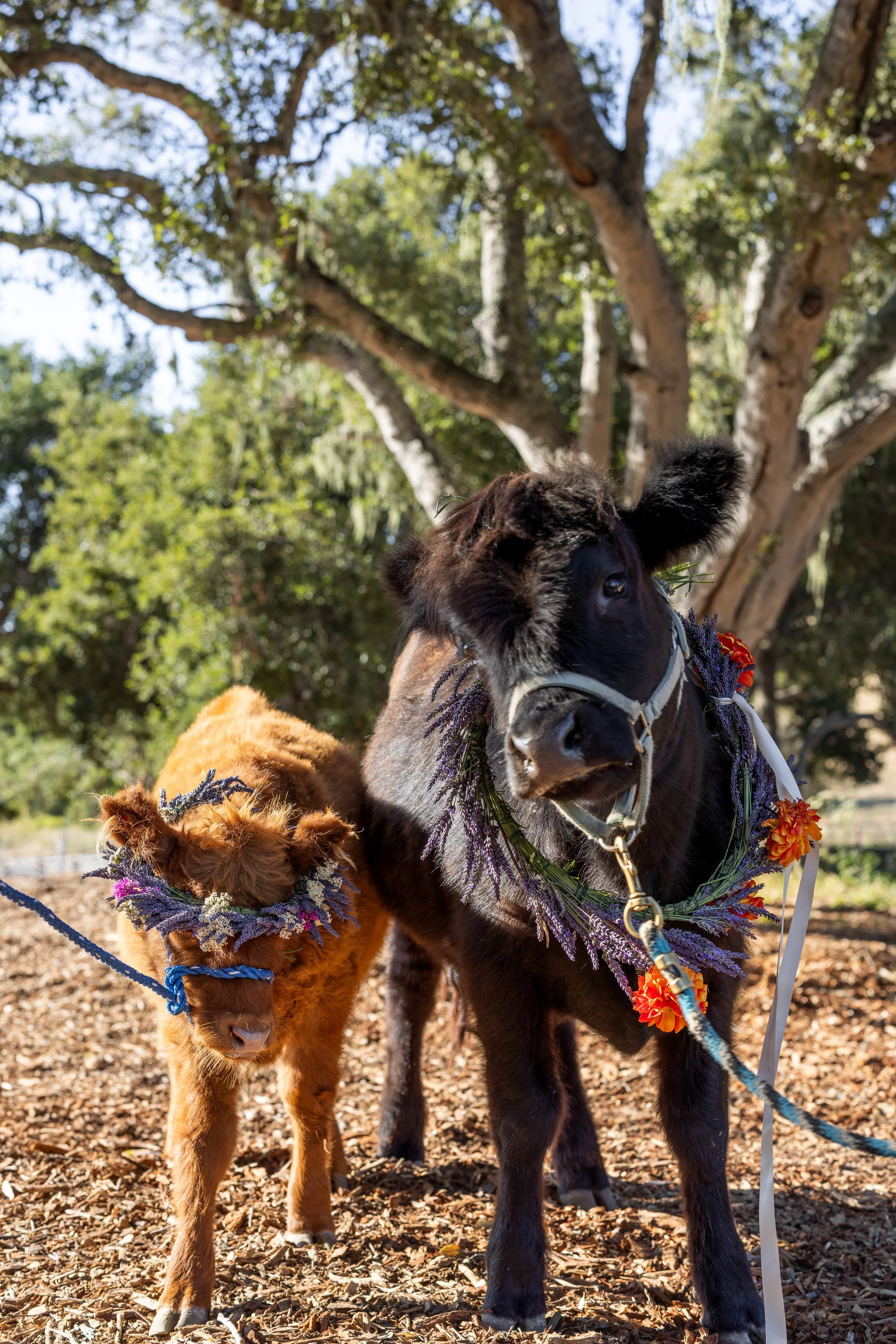 BelleAndBuckyHighlandCows.jpeg