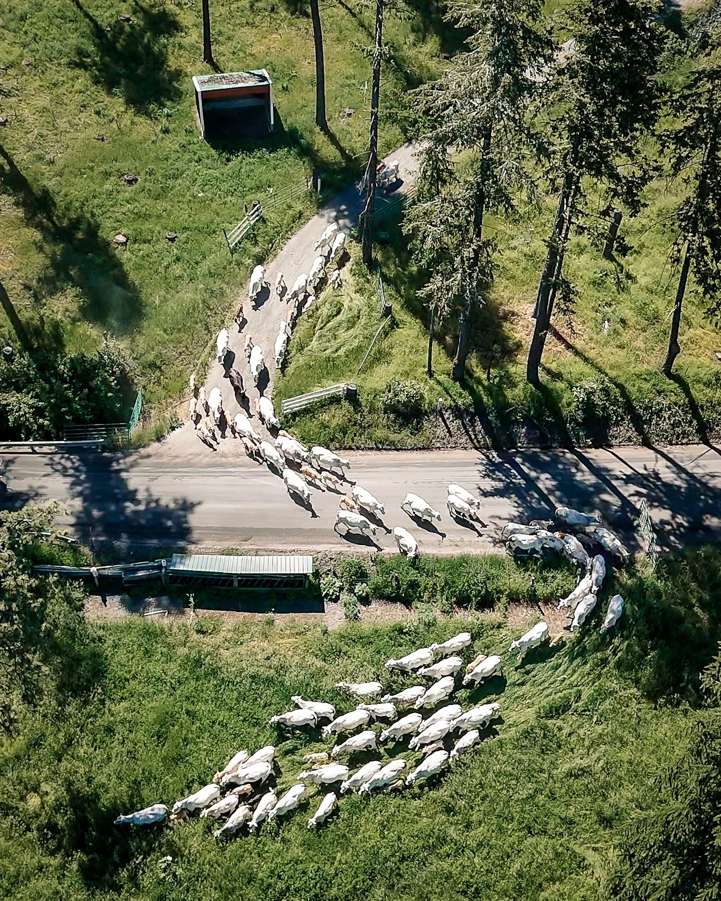 A herd of cattle walking on a dirt road through a forested area with trees and greenery.