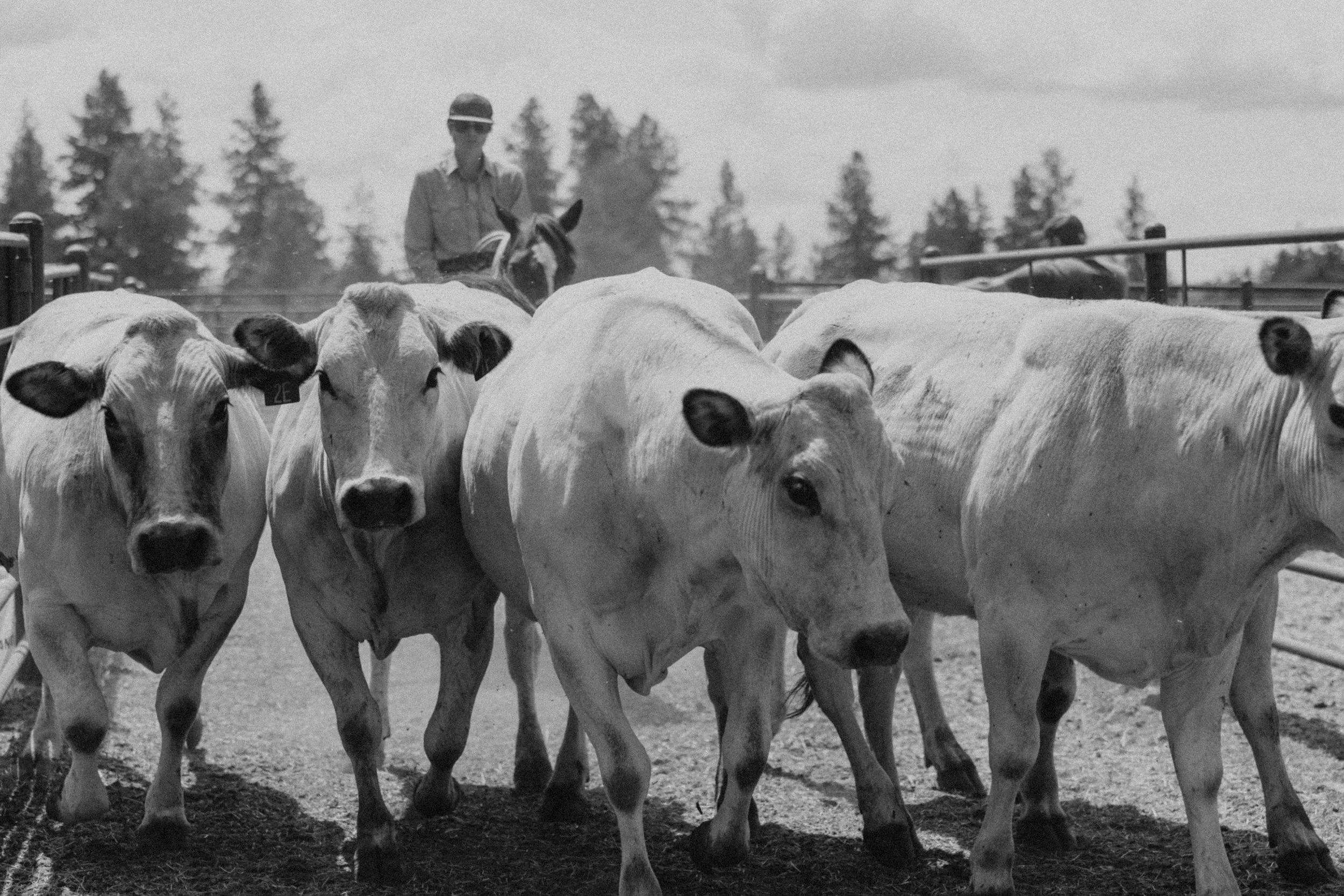 Four Fassona cattle walking on Owens Farms