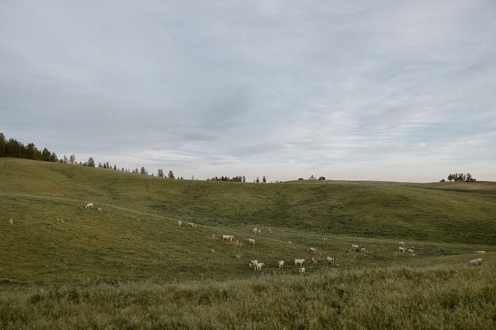 Grazing cows on green hillside under cloudy sky in rural landscape.