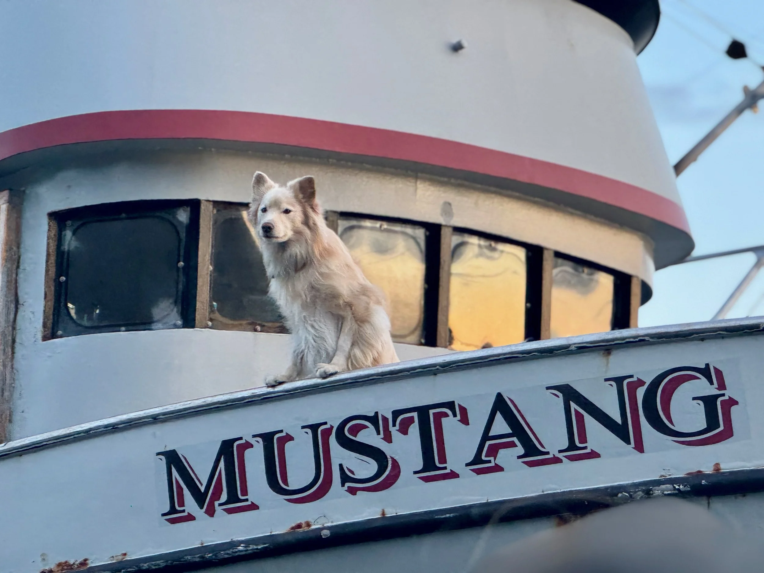 Sounder and the Mustang 