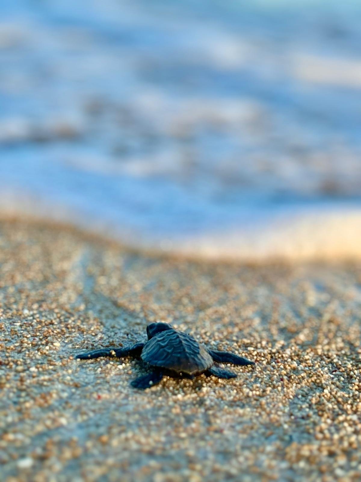 Proyek Penyu (Gili Trawangan)