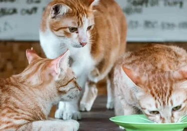 Cats Of Gili (Gili Trawangan)