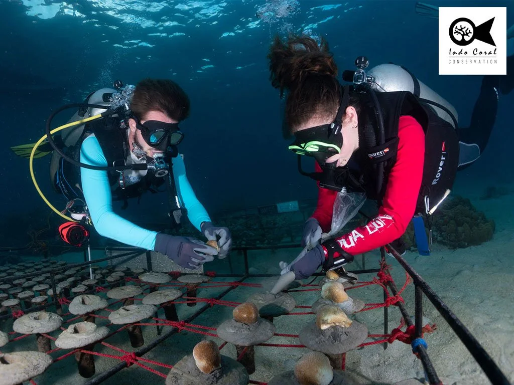 Two scuba divers underwater placing mushrooms on a grid for conservation research, with a coral reef in the background and a logo of India Coral Conservation in the upper right corner.