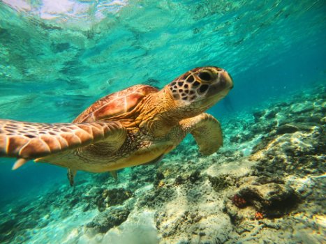 Underwater view of a sea turtle swimming above coral reef.