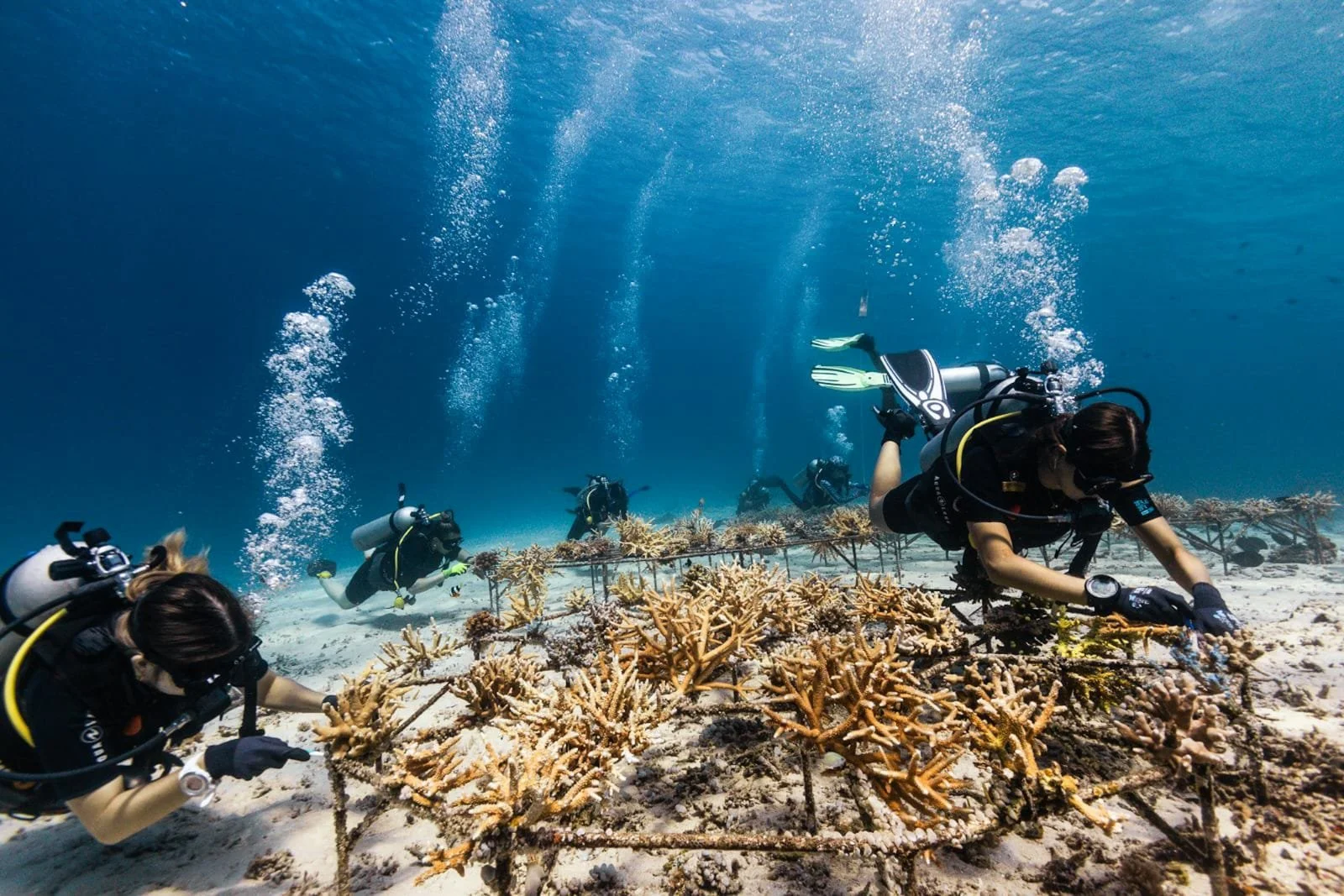 Group of scuba divers exploring coral reef underwater.