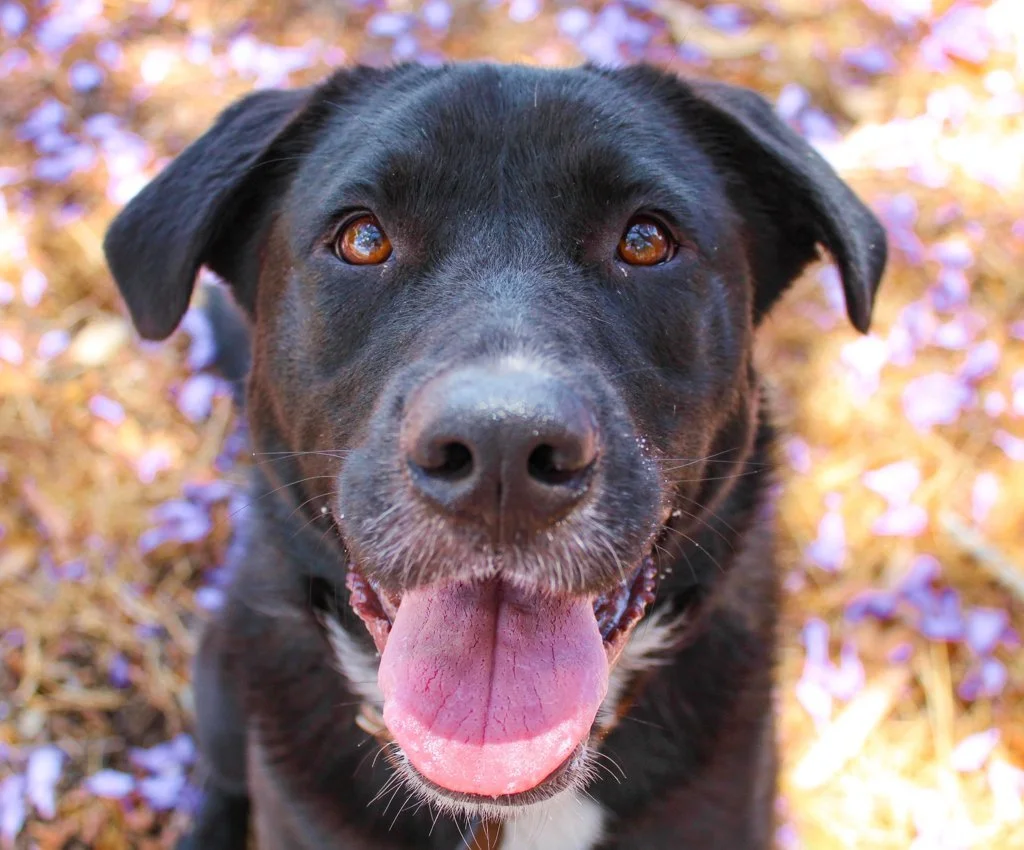 Dog Obedience Training Perth, Labrador / Kelpie Dog