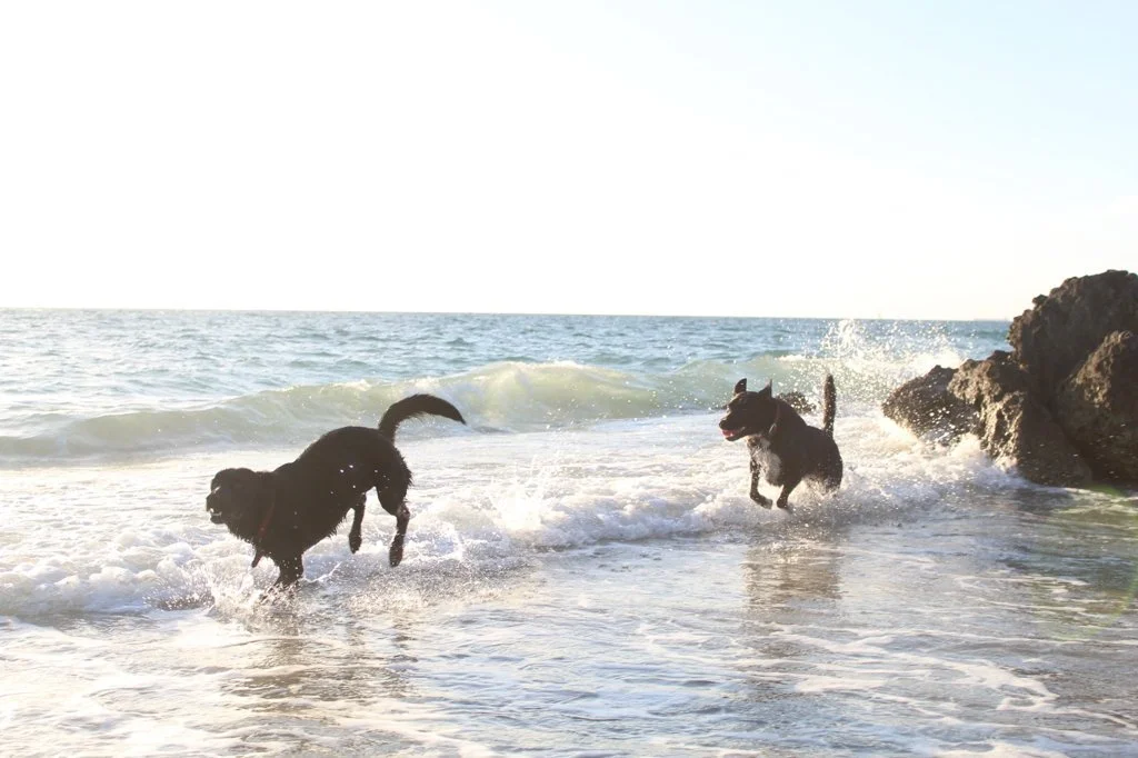 Reactivity, Kelpie / Golden Retriever Dog