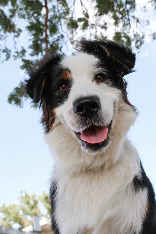 Australian Shepherd Puppy Dog