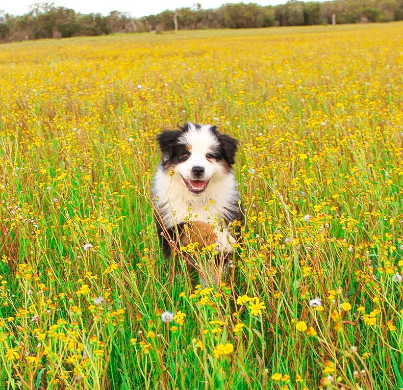 Puppy training Perth, australian shepherd puppy