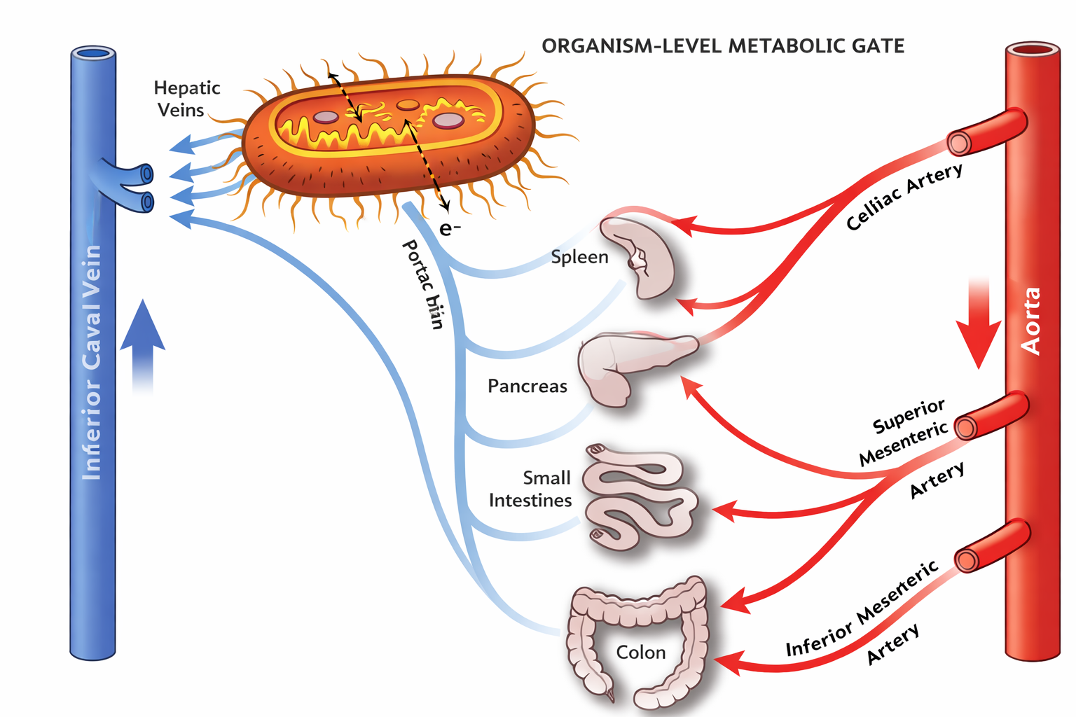 Liver seen as bacteria