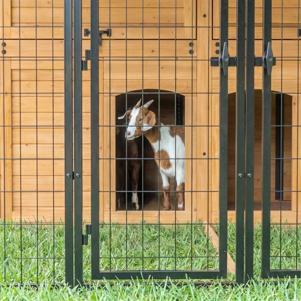 Animal-Enclosure-XL_Goat_v1.webp