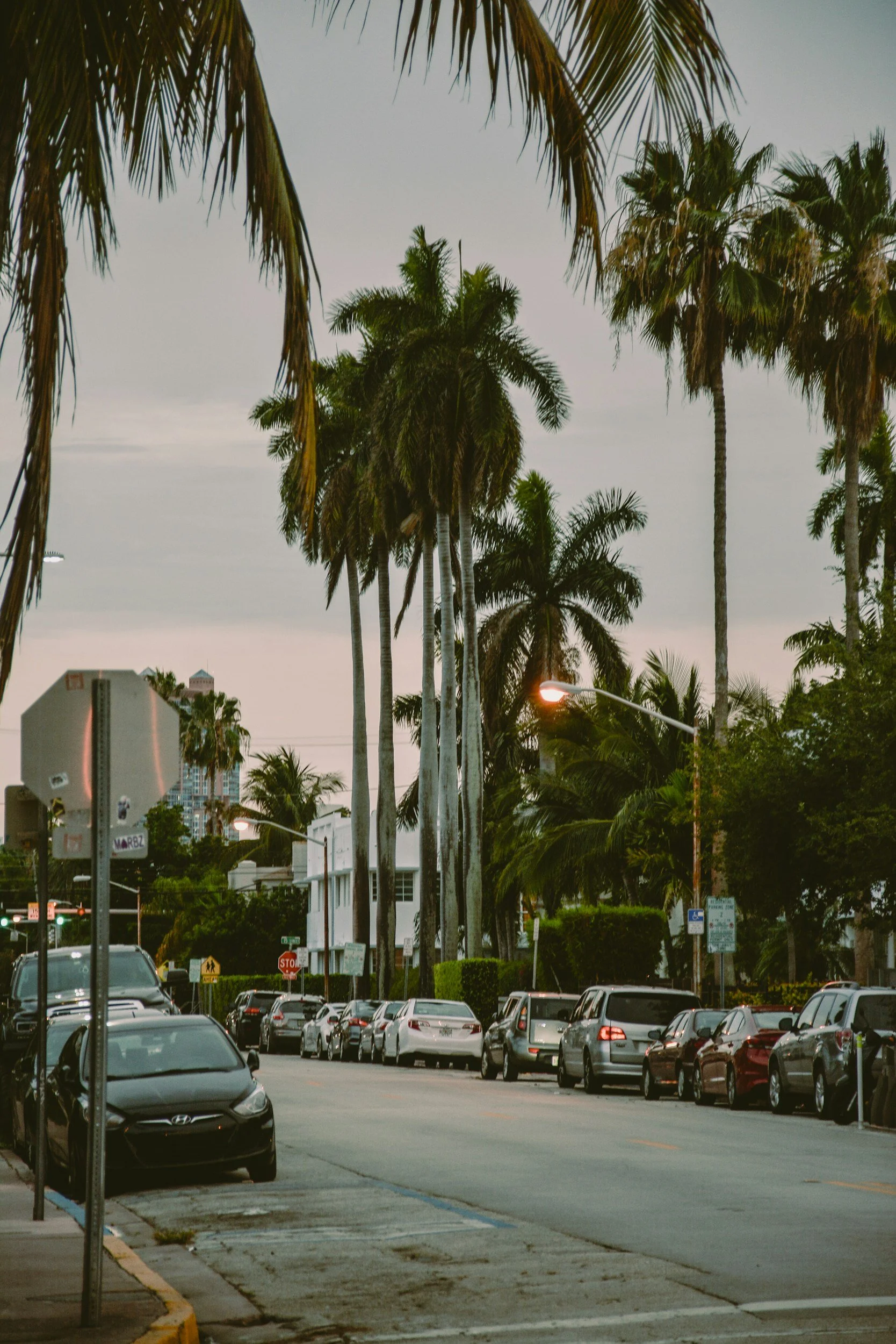 A street lined with tall palm trees, parked cars, and a streetlamp, with a building and cloudy sky in the background.