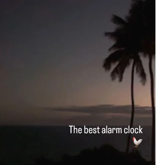 A silhouette of palm trees near the ocean at dusk with the caption 'The best alarm clock' and a chicken emoji.
