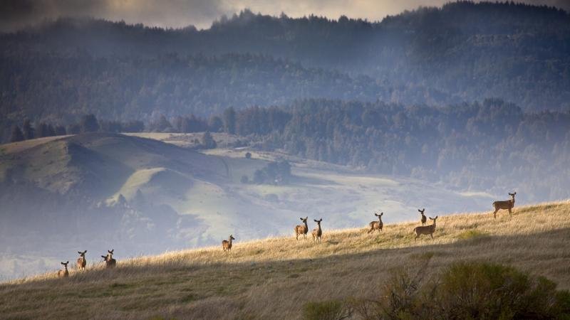 A misty field at Monte Bello Open Space Preserve with a heard of deer in the foreground and forest in the background.
