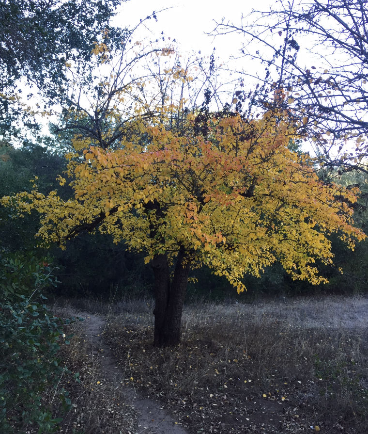 A yellow-green and orange bushy tree in front of green shrubbery and a yellow grassy field below.