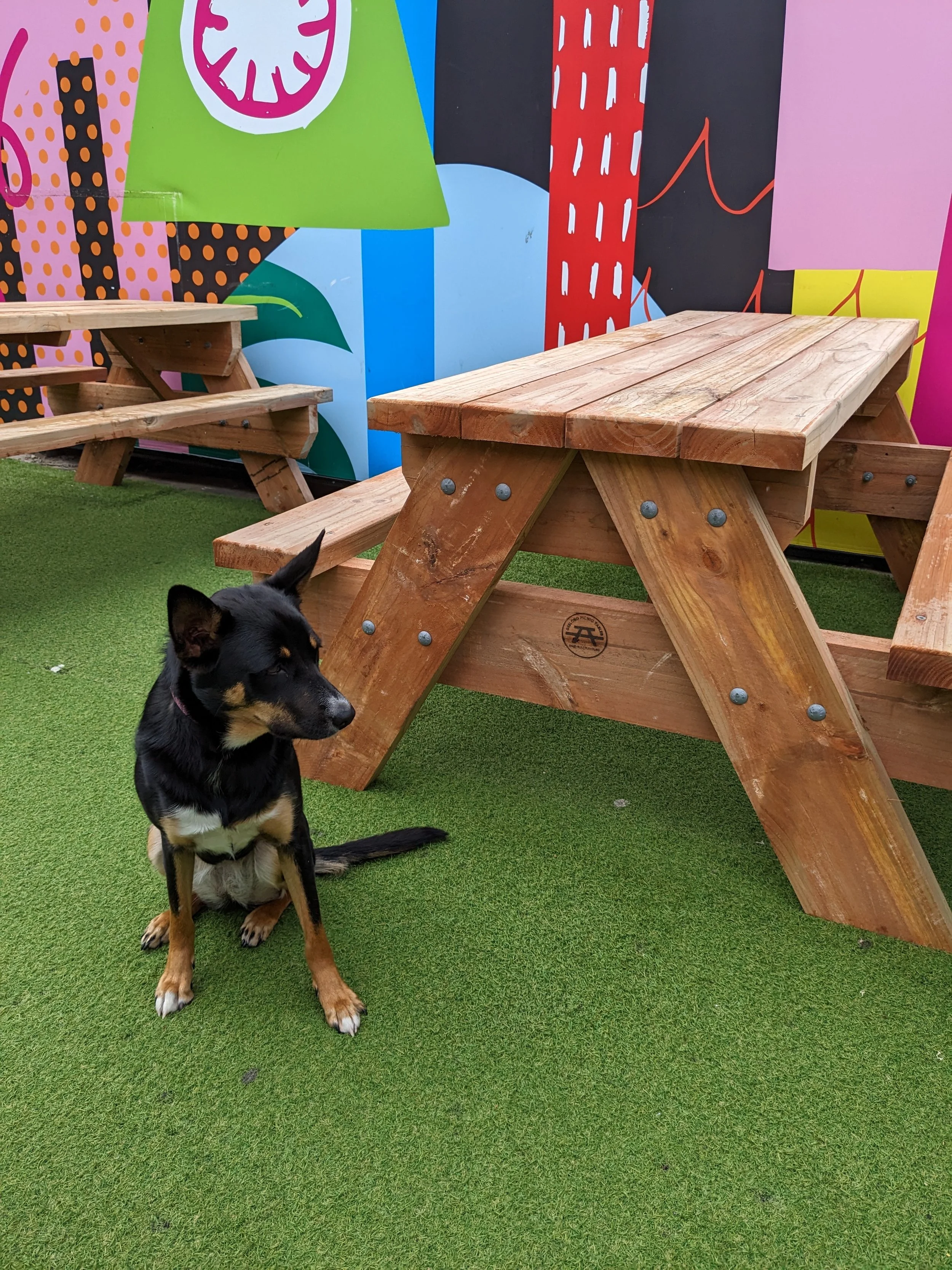 A dog in front of the tables