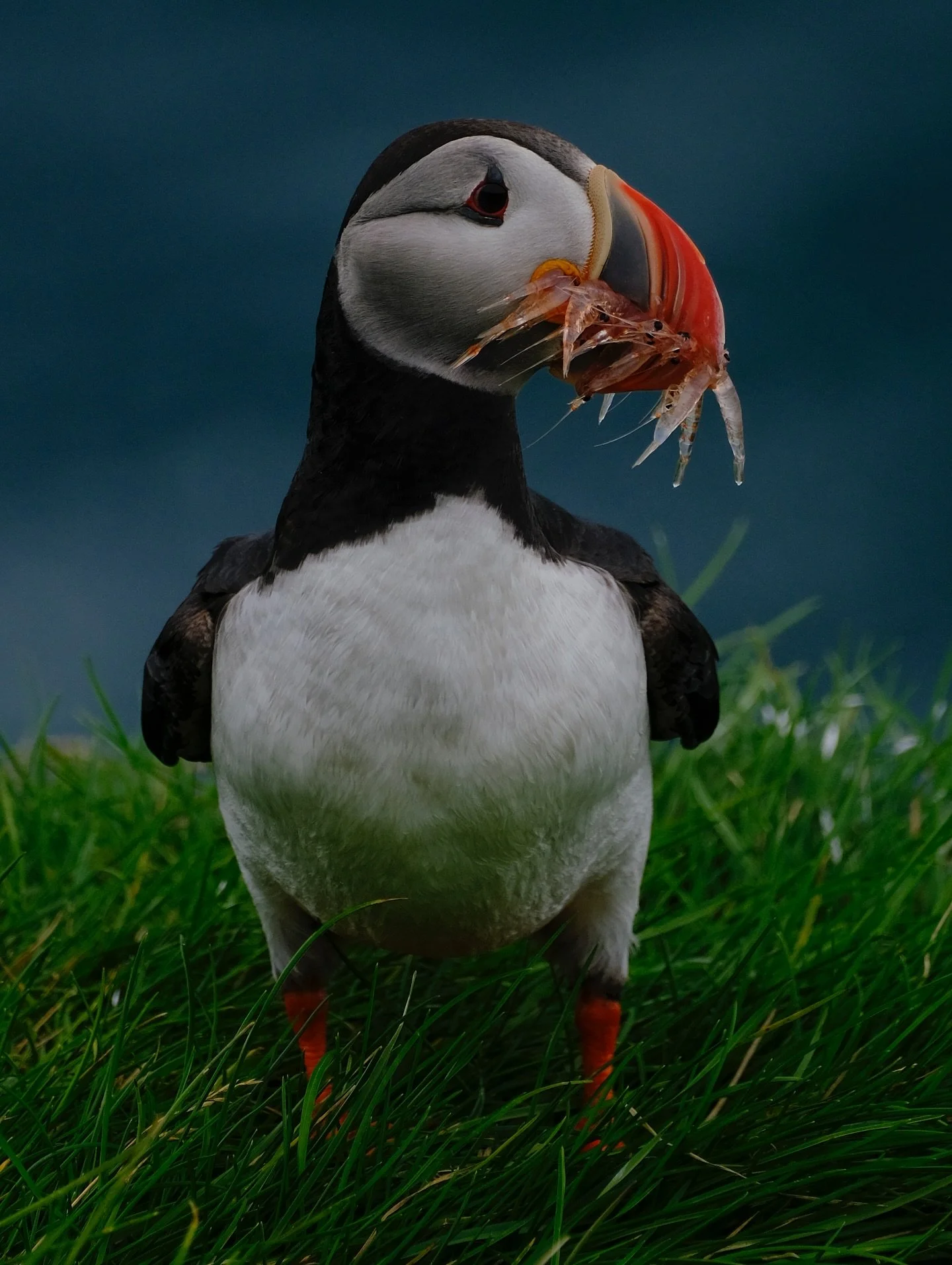 After trying to capture puffins for the millionth time we gave up and wrote some AI puffin prompts instead. 

Capturing these critters from the boat is nearly impossible but luckily on the Westman Islands it&rsquo;s puffins galore. 

We literally sna