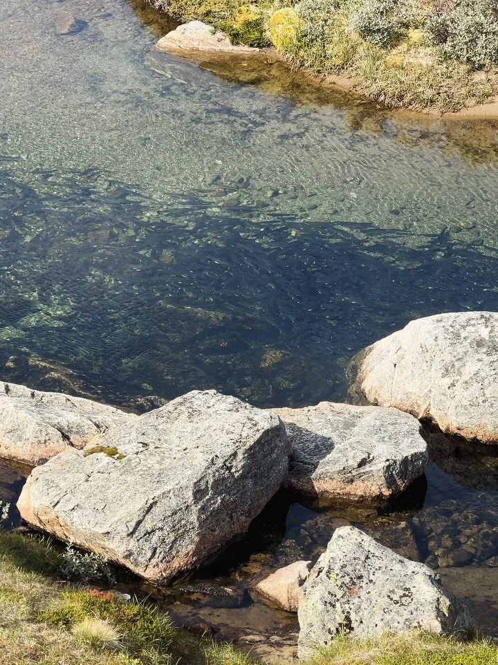 We set off for a hike this afternoon and after a 20 minute dinghy ride we we arrived at the starting  point of the hike where we were enthusiastically greeted by a hoard of famished mosquitoes. Naturally we packed virtually everything we could ever n