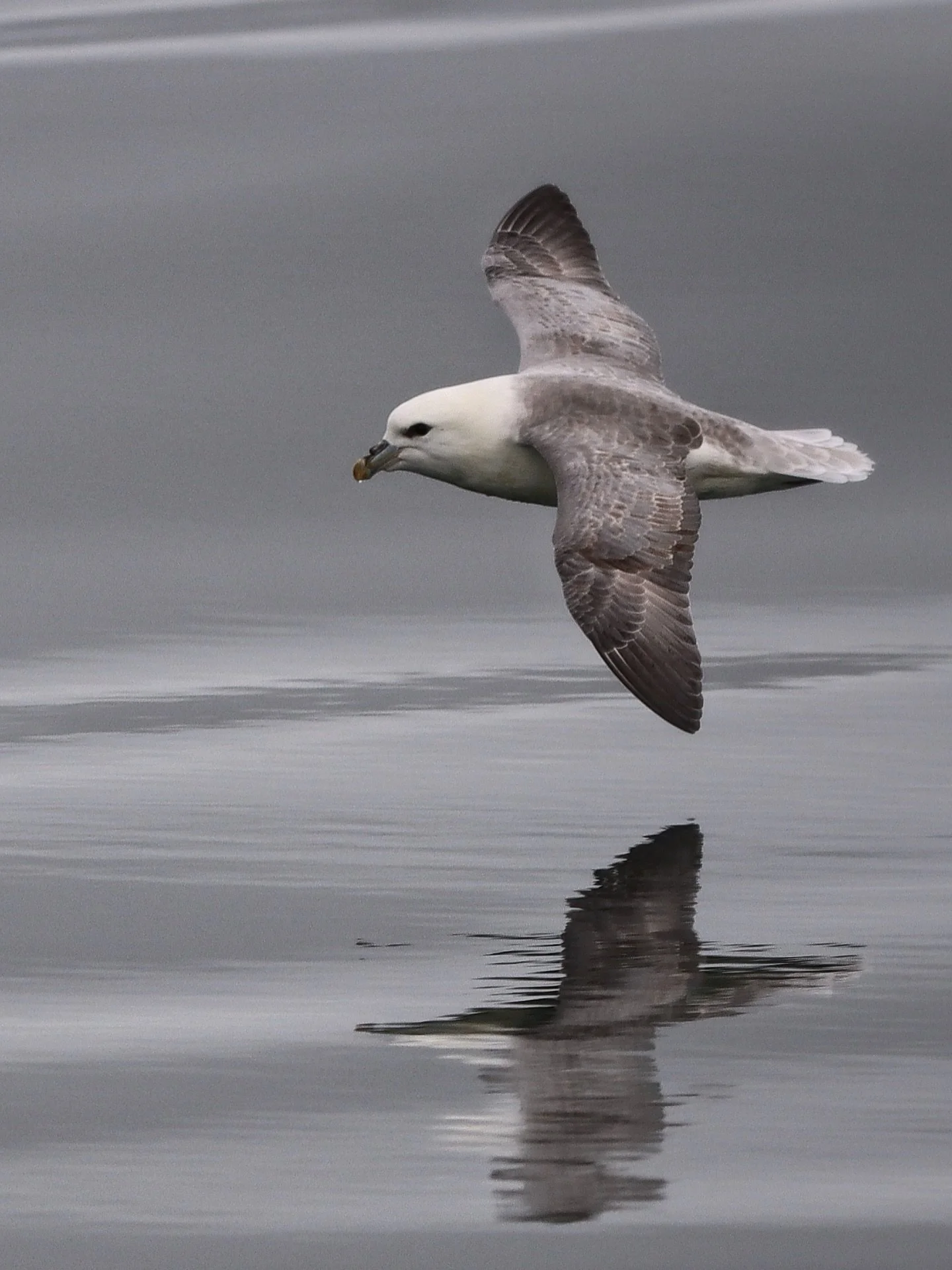 Ode to the Fulmar

For every sailor in the northern regions of the North Atlantic, the sight is familiar: fulmars circling the boat.

These tough, resilient birds should never be mistaken for gulls. In Dutch they carry a far more fitting name: stormv