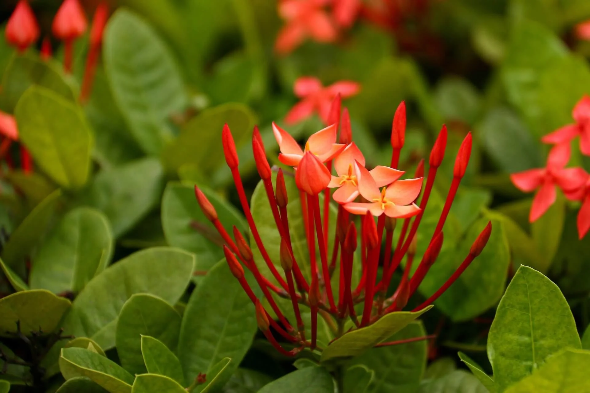 Tropical Flowers That Instantly Say “Paradise”