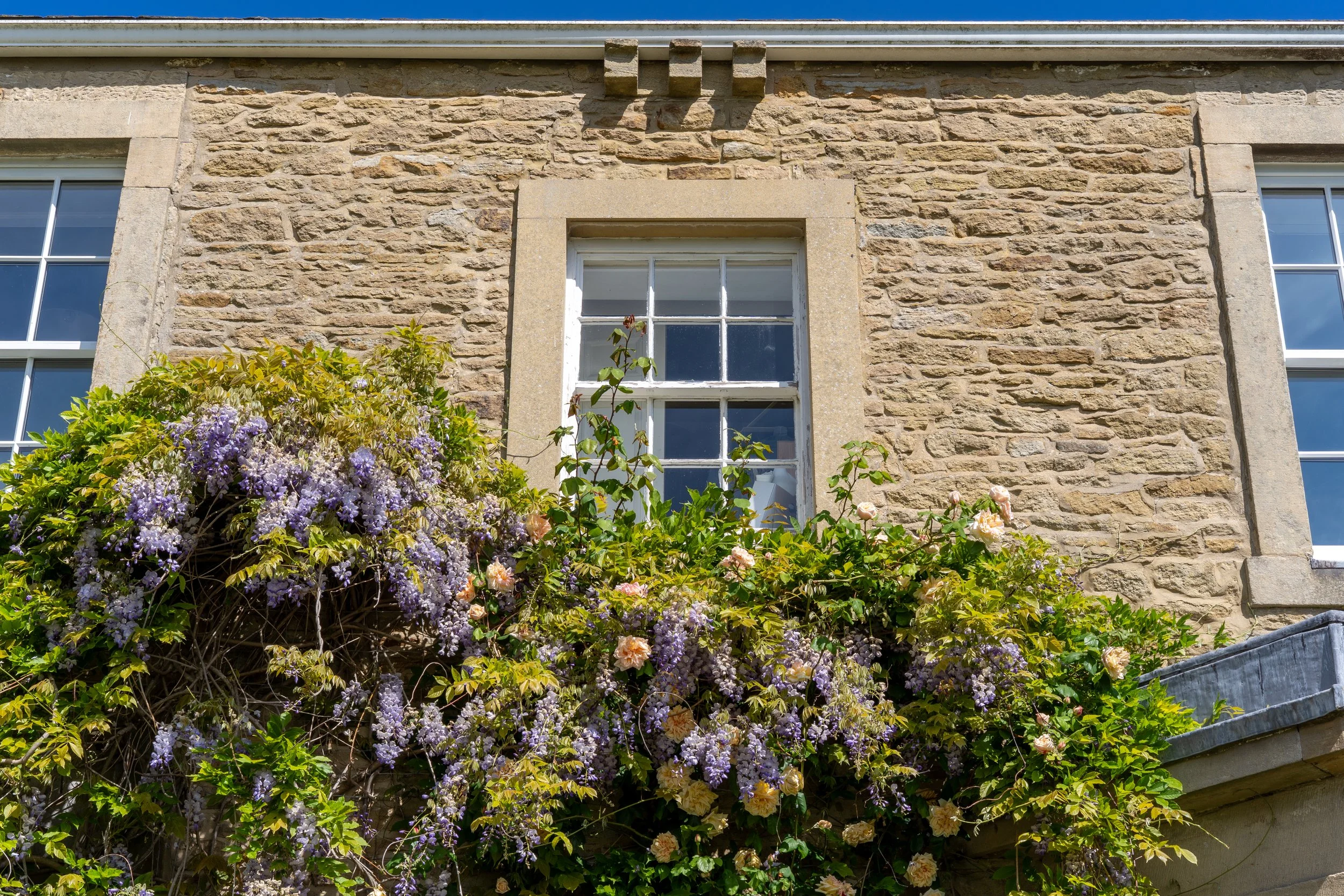 wisteria house window .jpg