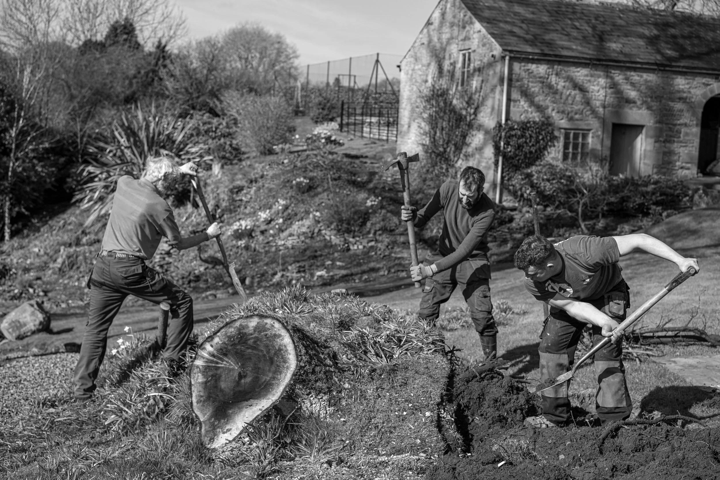 Three men digging in a garden or yard with shovels, with a tree stump in the foreground and a house in the background.