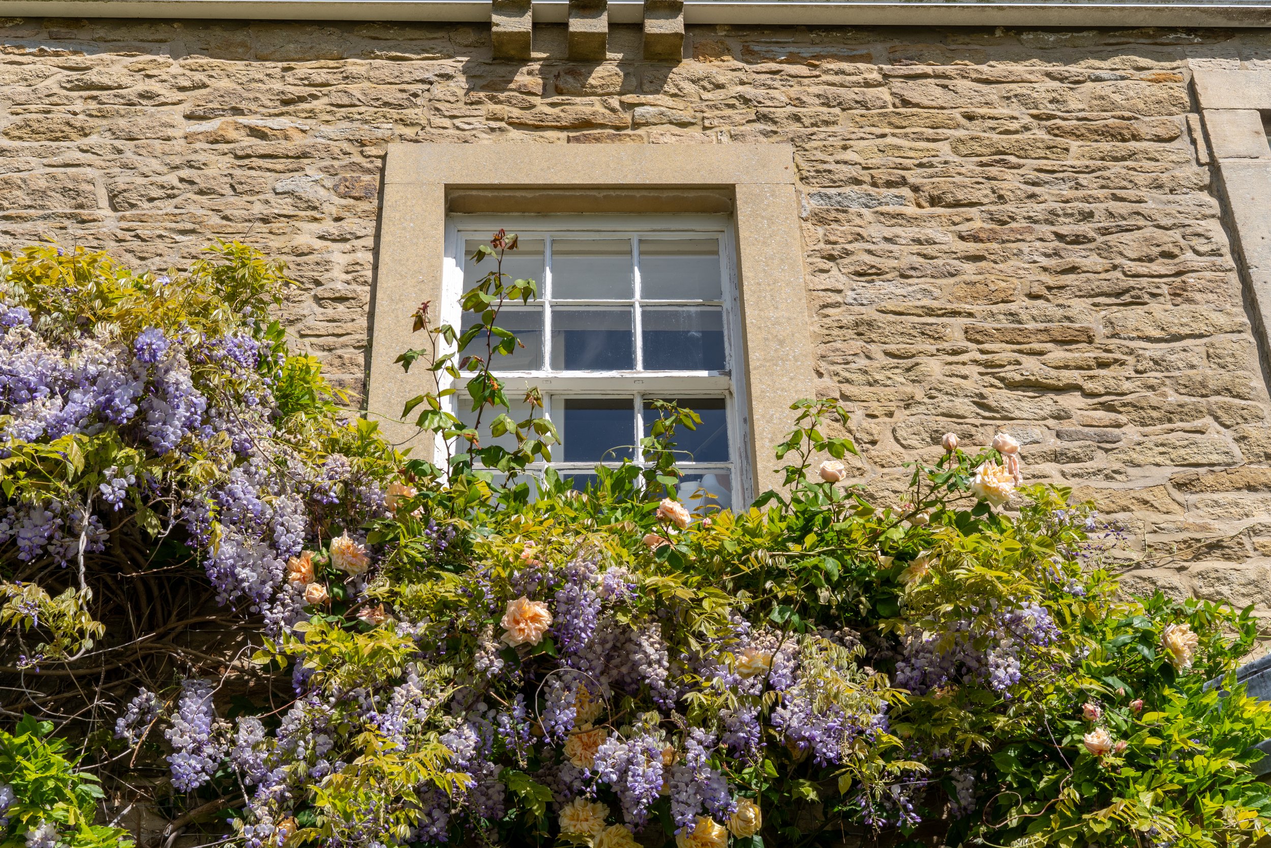 wisteria house window 3 .jpg